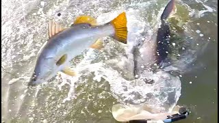 CATCH more FISH | BARRAMUNDI Fishing | LIVE BAIT | CATCH and COOK