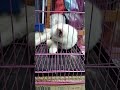 tidurlah yang lelap mocci #kucing #kucinglucu  #shorts