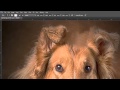 Photoshop Mixer Brush Explained