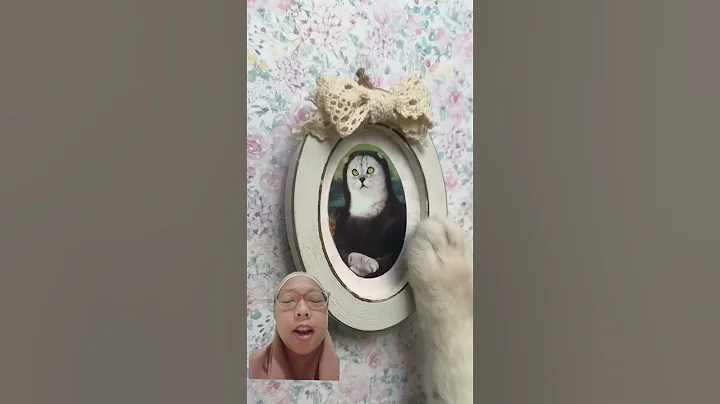 Video 8810481: cats house funny, cute cat house