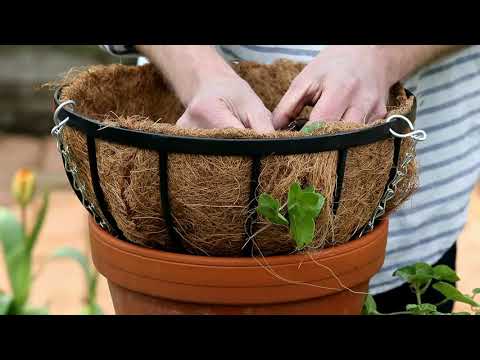 ვიდეო: ოქროსფერი მცენარეების მოვლა - როგორ გავზარდოთ ოქროს კალათის ყვავილები