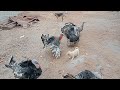 Angry Turkey vs Puppy !