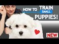 How To Train Small Puppies! の動画、YouTube動画。