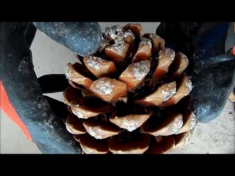 Video: Çam Fıstığı Nereden Geliyor: Çam Kozalakları'ndan Çam Fıstığı Hasadı