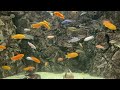 Fish Names for Kids 🐠 | Baby & Toddler Learning Video