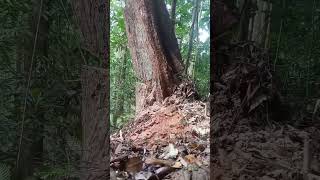 logging wood woodworking chainsaw