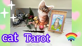 Cat Tarot: Reseña, Review, Walkthrough, Unboxing.