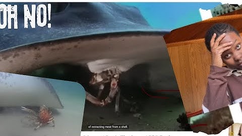 Army of Crabzzz Protect Spy Robot From Stingray 