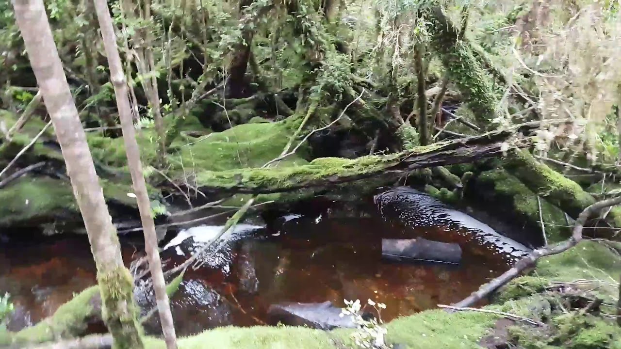 Parque tantauco Chiloe