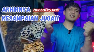 BELI IKAN CHANNA LANGKA!! CHANNA LIMBATA GRANITE !!SUMPAHHH GAK NYANGKA BANGETT!!?