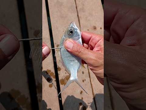 Video: Los 10 mejores lugares para pescar en tierra en South Padre Island