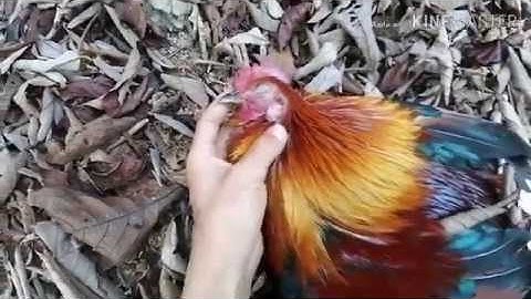 Dib​ qaib​ 2020 tuaj​ zoo​ heev