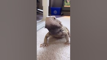A bearded dragon with a heck of a personality #beardeddragon #animal #reptile #lizard #pet #funny