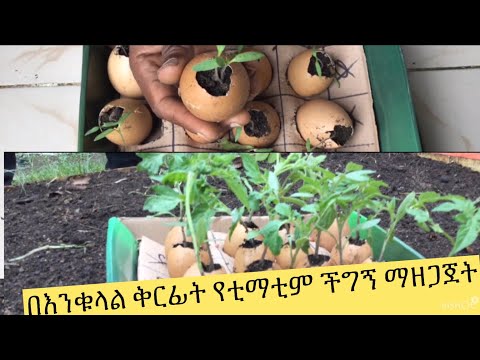 ቪዲዮ: ቲማቲም: የቦታ ምርመራን እንዴት ማድረግ እንደሚቻል