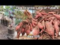 From Tubers to Lots of Tubers, Growing Sweet Potatoes in Sacks at Home