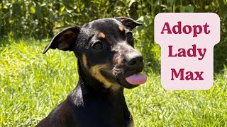 Lady Max — The Sweetest 5-Month-Old Puppy Ready for Her Forever Home