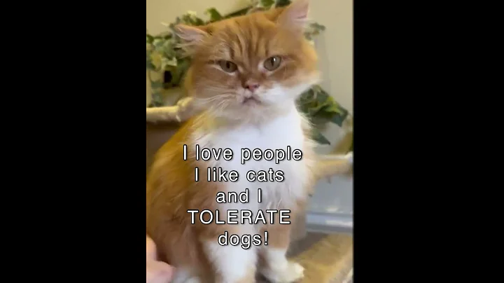 Watch the video about GALLIANO beautiful boy Persian available for adoption in NJ! #cats #persiancats