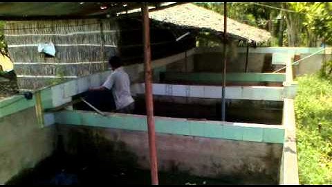 Trại rắn Ri Voi của anh Cường ở Sóc Trăng