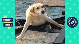 TRY NOT TO LAUGH - Cute FUNNY ANIMALS | Funny Videos January 2019