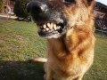 German shepherd smiling dog funny animal deutsche schafer hund liebe lacheln  lustiges tier