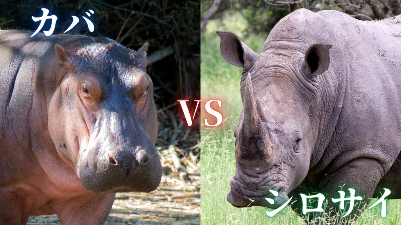 カバ vs サイ