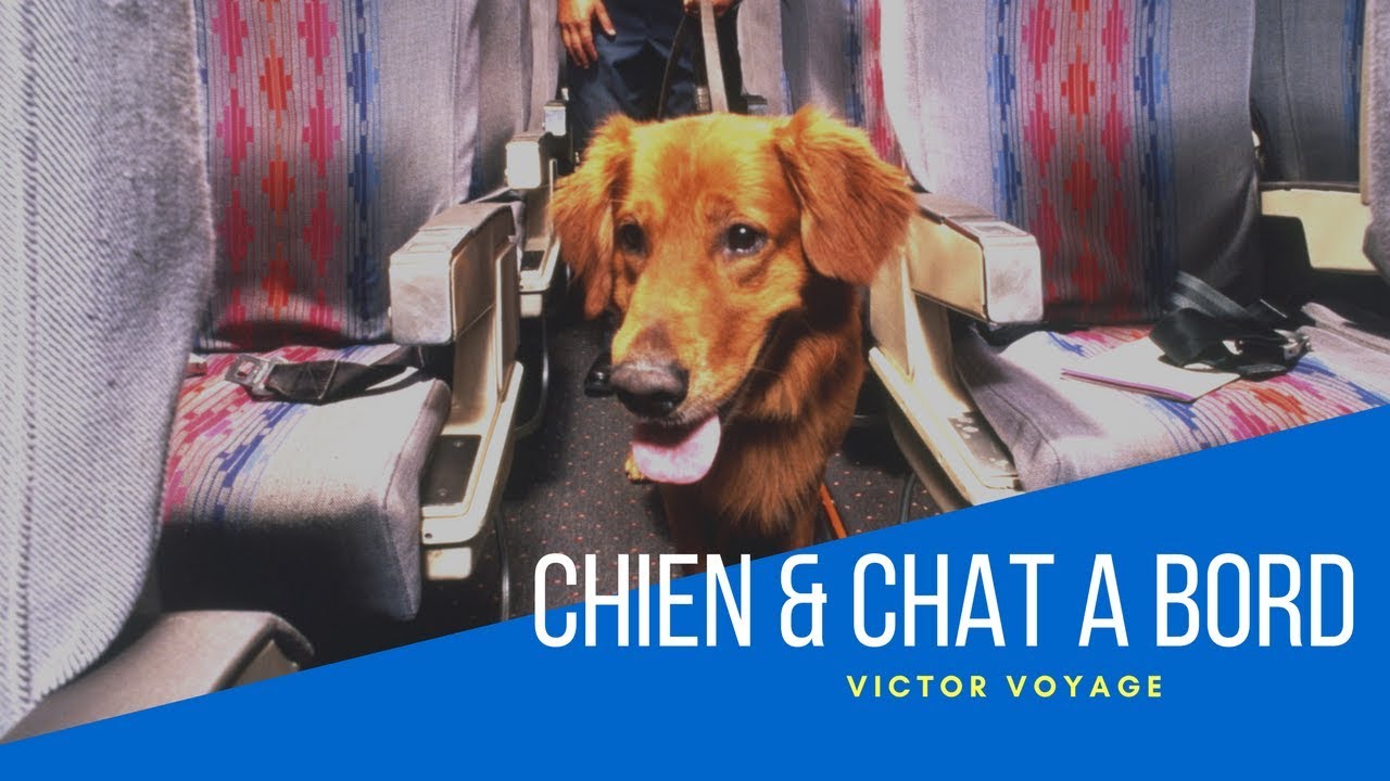 Vous prenez l'avion avec votre animal de compagnie ? Dix choses à savoir