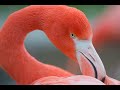 Las medias de los flamencos. Cuentos de la Selva .Horacio Quiroga. Cuento corto.