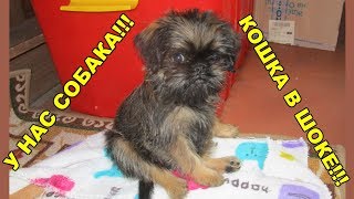 У НАС ПОЯВИЛАСЬ СОБАКА! КОШКА В ШОКЕ! WE HAVE A DOG! CAT IN SHOCK! У НАС ПОЯВИЛАСЬ СОБАКА! КОШКА В ШОКЕ! WE HAVE A DOG! CAT IN SHOCK!