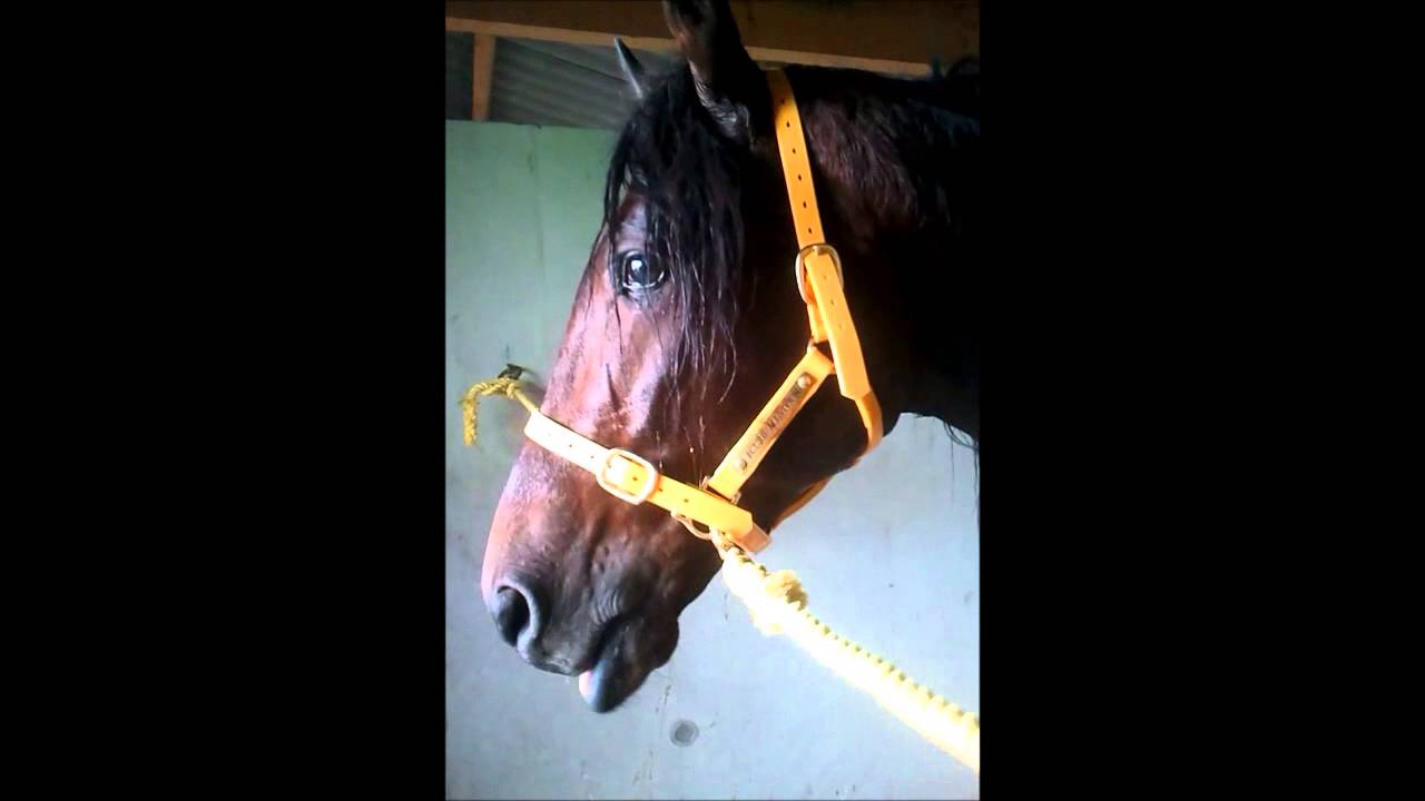 Cheval Qui Chante Youtube