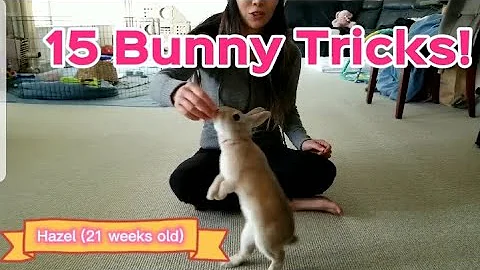 15 Bunny Tricks (you can teach your rabbit too!)