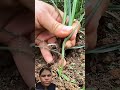 This Common Grass Is A Hidden Medicinal Treasure!#shortvideo #viral #trendingvideo