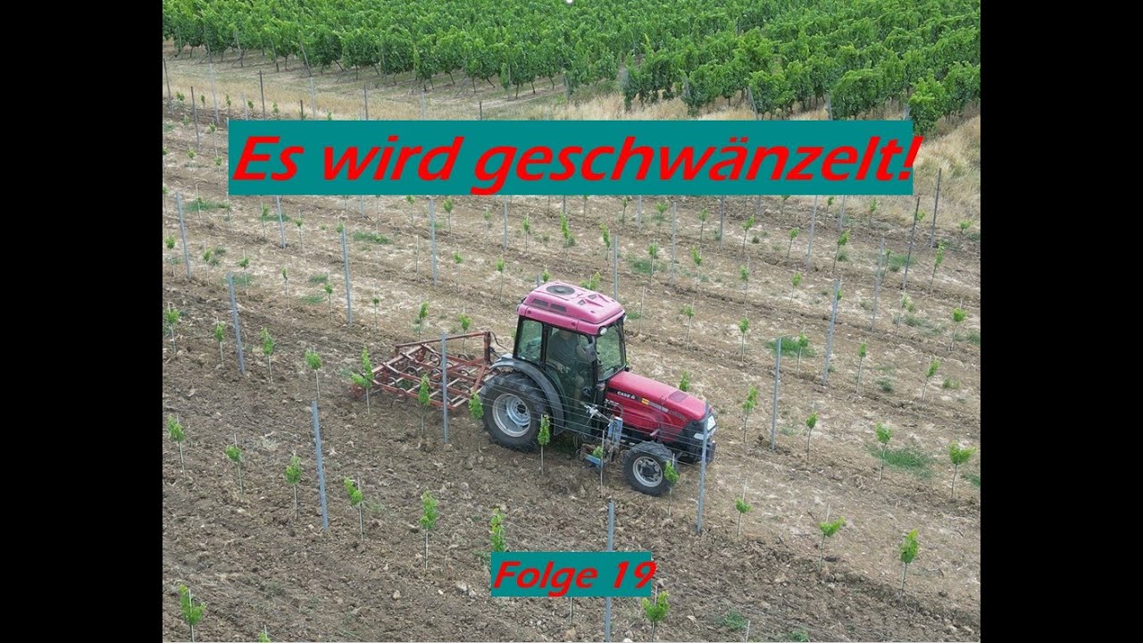 Weinberge Schwänzeln