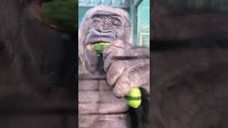 This Lovely Lady Is Enjoying Her Cucumber! #Gorilla #Asmr #Mukbang #Eating