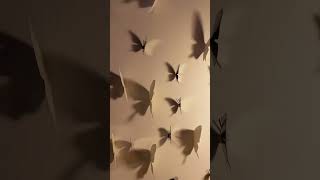 Light and Shadow Butterfly is only shared with people who are not perfunctory #shadow #light #art