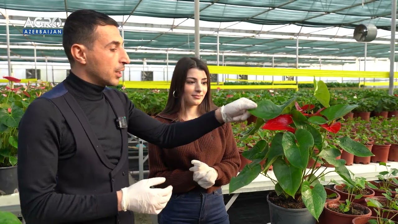 Kişiləri xoşbəxt edən bitki-Antihirium gülü☘️