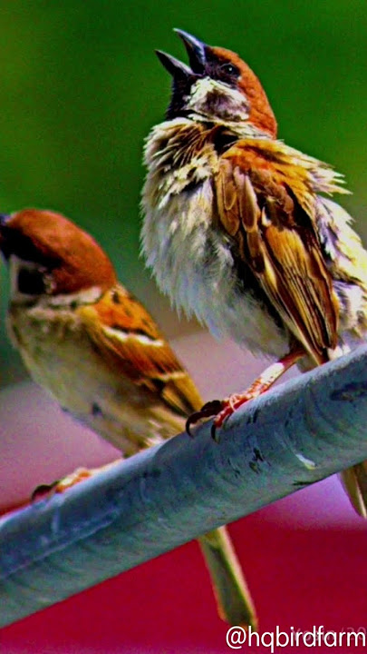 suara burung gereja tarung ampuh dan cocok buat masteran burung apapun