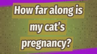 How far along is my cat's pregnancy