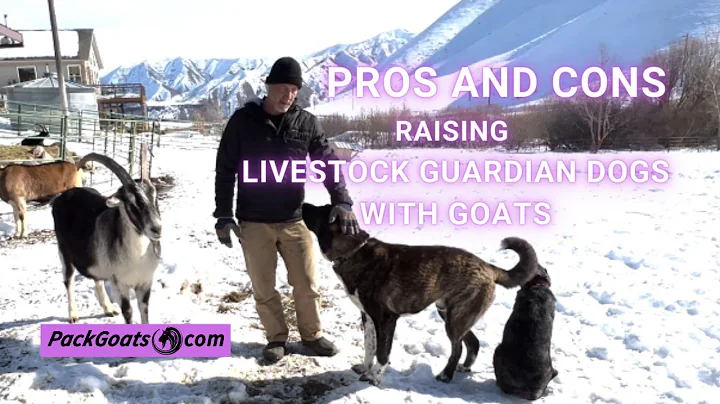 Pros and Cons Raising Livestock Guardian Dogs with...
