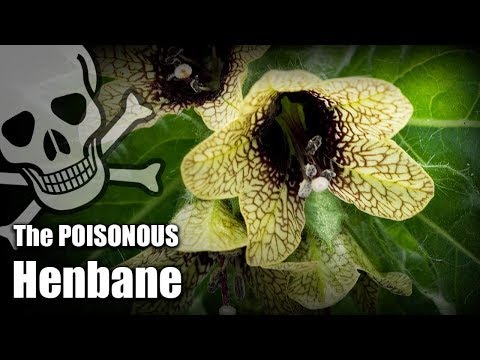 Video: Henbane Dawb