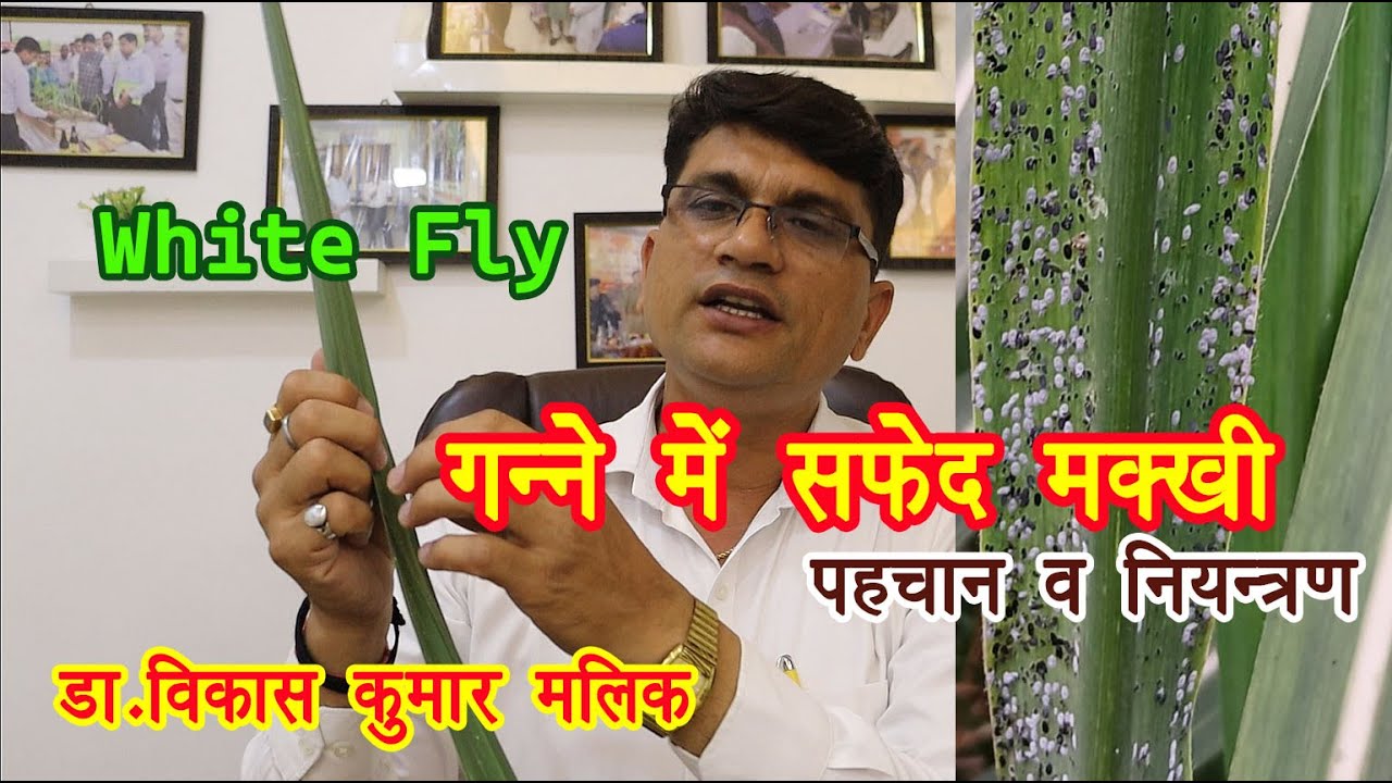 white fly # सफ़ेद मखी 