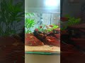 "കുഞ്ഞു ആക്വേറിയം സെറ്റപ്പ്! 💚🐠" (Small aquarium setup!)