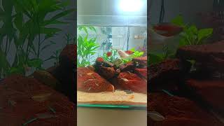 "കുഞ്ഞു ആക്വേറിയം സെറ്റപ്പ്! 💚🐠" (Small aquarium setup!)
