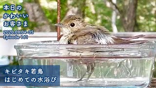 'The first bathing of a young narcissus flycatcher' Today's Cute Kawaii Visitors Sep 45 2020 EP161