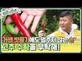 거센 빗줄기에도 멈추지 않는 손🖐 고추 수확을 부탁해! [일꾼의 탄생] | KBS 231011 방송