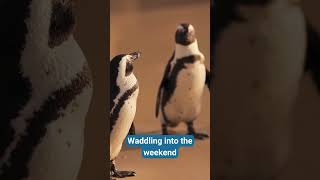 Waddling into the weekend