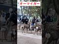[オーマイガー]初めて奈良公園で鹿を見た外国人観光客の反応！#新幹線#外国人#日本