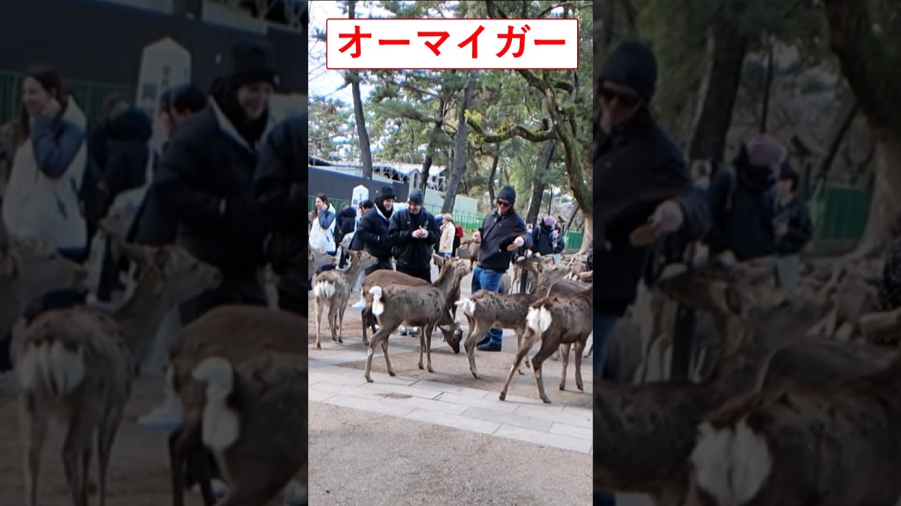 [オーマイガー]初めて奈良公園で鹿を見た外国人観光客の反応！#新幹線#外国人#日本