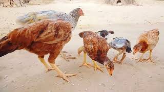 Desi Murga Eating A Rise Tharmovieshenkids