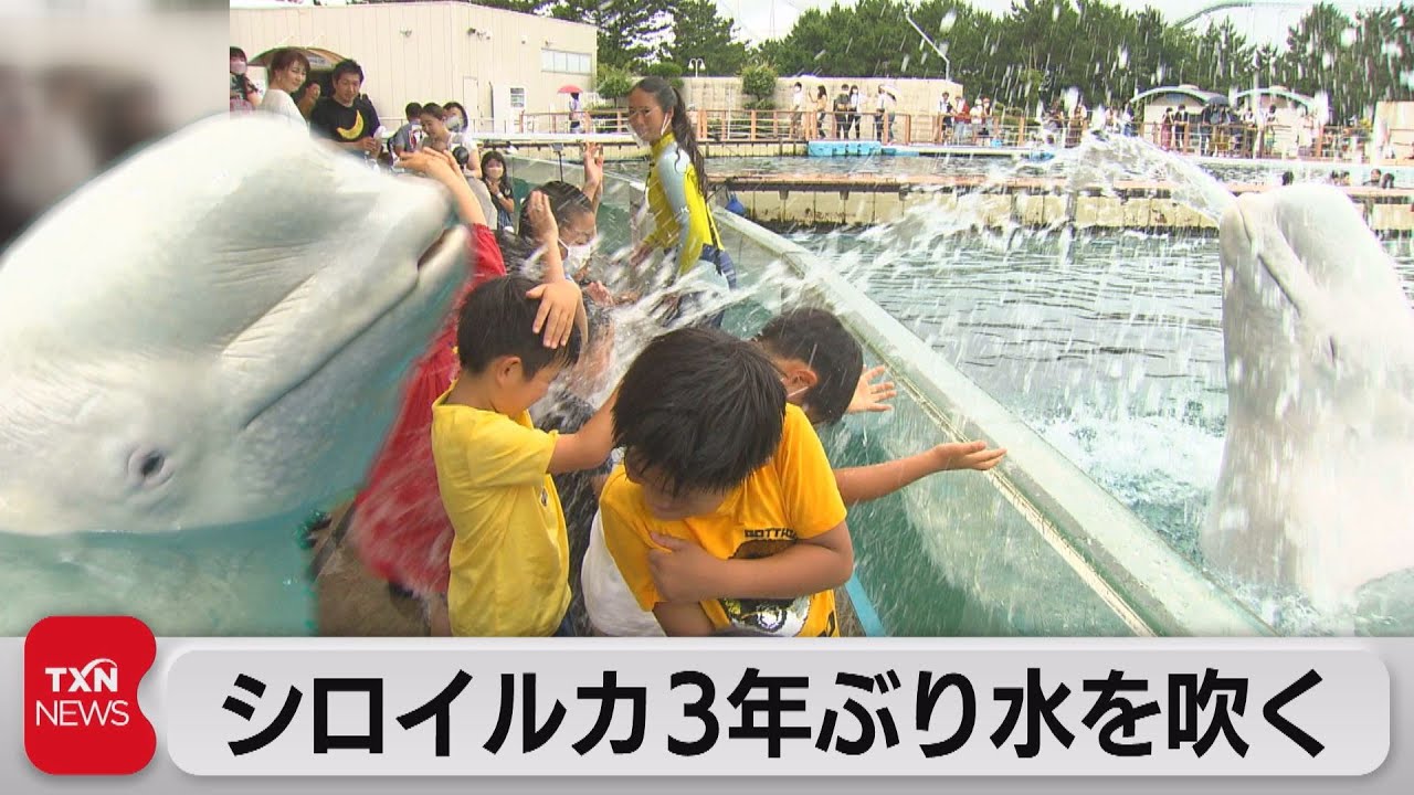 シロイルカ3年ぶり水を吹く（2022年7月17日） - YouTube
