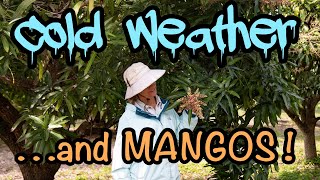 Cold Weather & Mangos